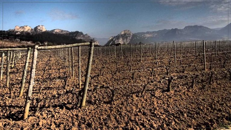 a-pie-de-vina-bodegas-gobel